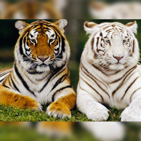 tiger-img-1